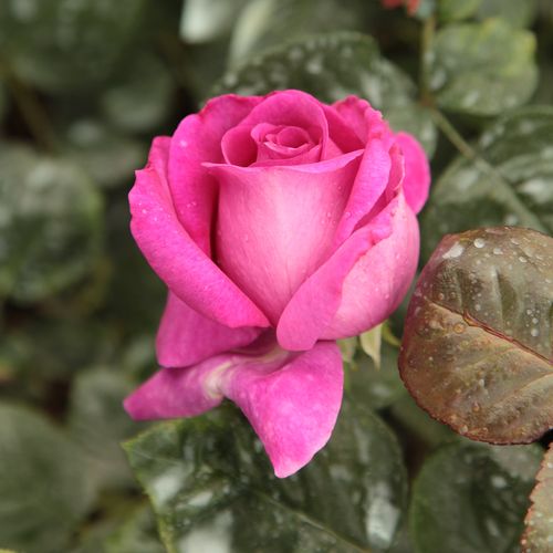 Rosa  Chartreuse de Parme™ - różowy  - Róże pienne - z kwiatami hybrydowo herbacianymi - korona równomiernie ukształtowana